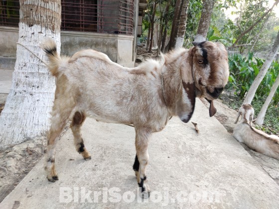 তোতাপুরি পাঠা ছাগল